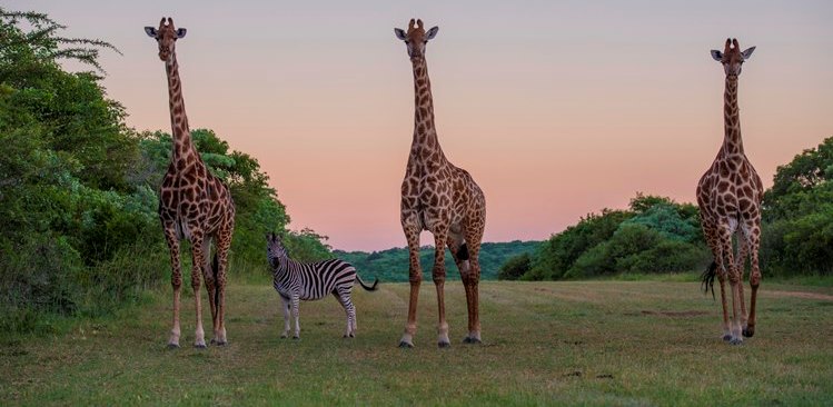 Giraffe